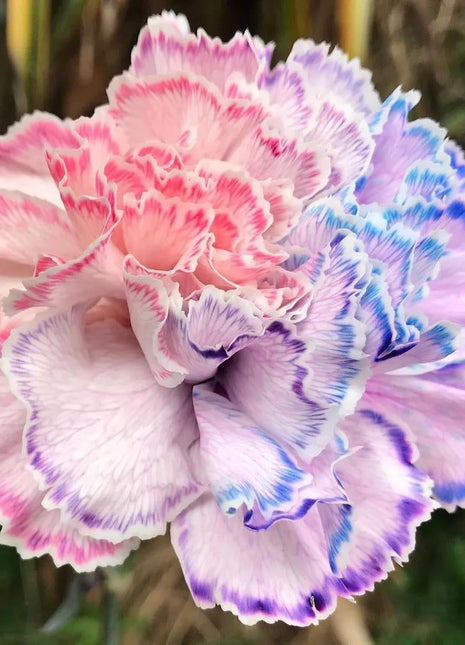Multi-color Carnation Seeds
