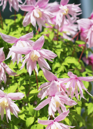 Clematis Macropetala