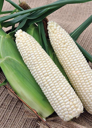 Sweet Corn Freedom MXR F1