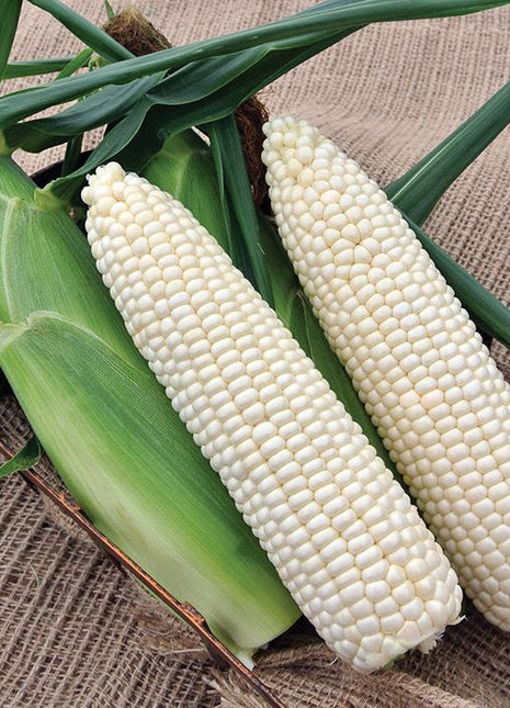 Sweet Corn Freedom MXR F1