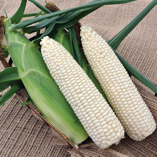 Sweet Corn Freedom MXR F1