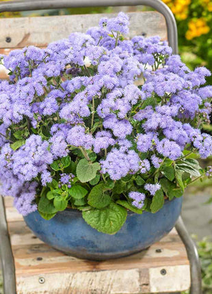 Ageratum Seeds—Heirloom Seed