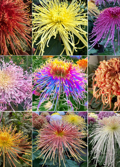 Rare Golden Chrysanthemum Seeds-Longevity Flower💞