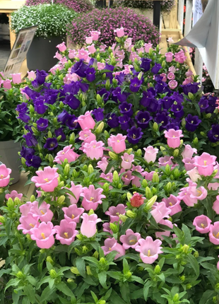 Campanula-Blessings From Afar