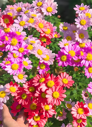 🌼Insect Killers: Pyrethrum Daisy Seeds