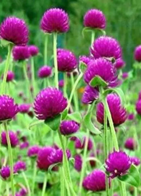 Purple Globe Amaranth Seeds, Gomphrena
