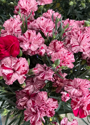 🌹Double Carnation Seeds—Mother's Day Flowers
