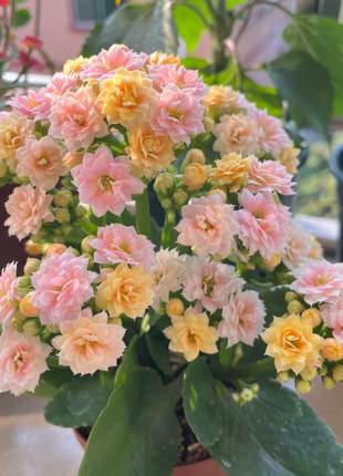 🌺Golden Fox Longevity Flower Seeds—Health And Longevity