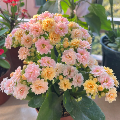 🌺Golden Fox Longevity Flower Seeds—Health And Longevity