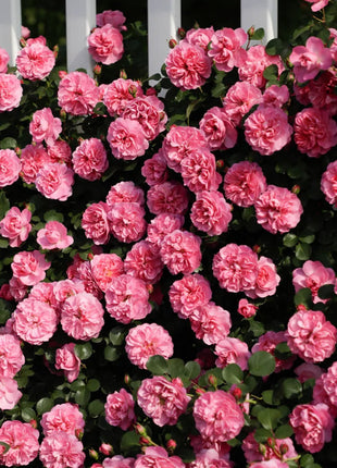 Mixed Angel Climbing Rose Seeds