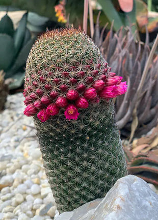 The Mammillaria Matudae Cactus Flower Plant Seeds