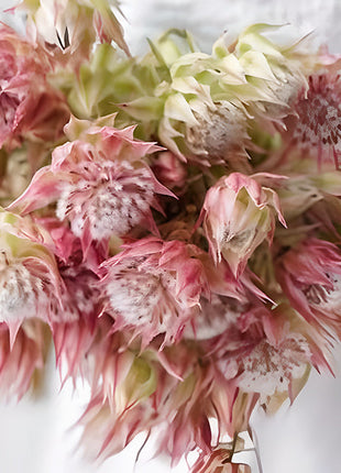 Rare Serruria florida Seeds - Blushing Bride