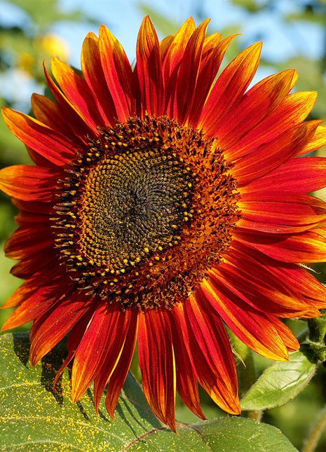 Sunflower Seeds - F1