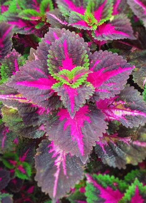 50pcs/Bag Coleus Bonsai Flower Leaf Plants Rainbow Dragon Seeds Garden