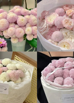 🏵️Colorful Ping Pong Chrysanthemum Seeds