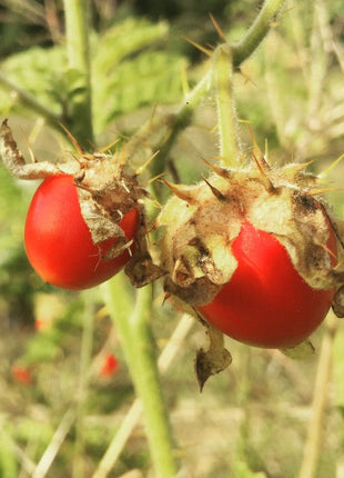 Litchi Tomato AKA Morelle de Balbis Seeds (Certified Organic)