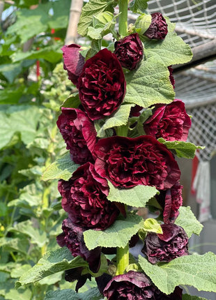 Double Hollyhock Seeds