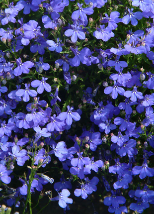 Lobelia Seeds - One of the best edging plants