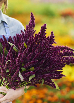 🌾Amaranthus Seeds