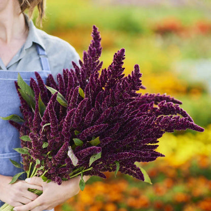 🌾Amaranthus Seeds