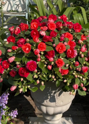 Double Impatiens Seeds - A Symphony of Petals in Nature's Garden