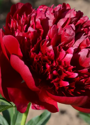 🌺 The Queen of Flowers—Double Petaled Piani