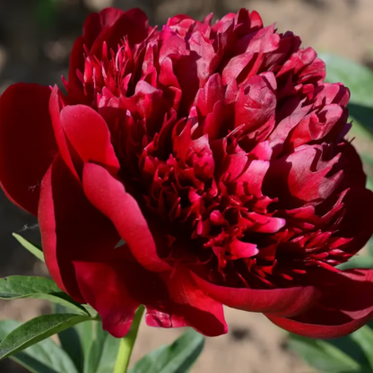 🌺 The Queen of Flowers—Double Petaled Piani