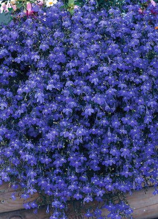 Lobelia Seeds - One of the best edging plants