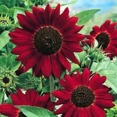 🌺Last Day Sale--60% Off💐 Sunflower Seeds🌻Sunshine