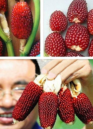 Egrow 50Pcs/Pack Jackfruit Strawberry Seeds Garden Plants Fruit Seeds