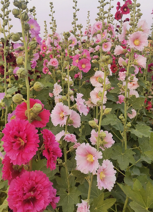 Single Flowered Hollyhock Seeds