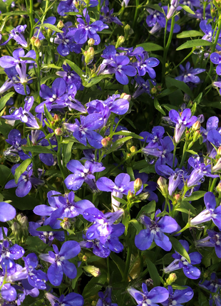 50Pcs Lobelia Flower Seeds