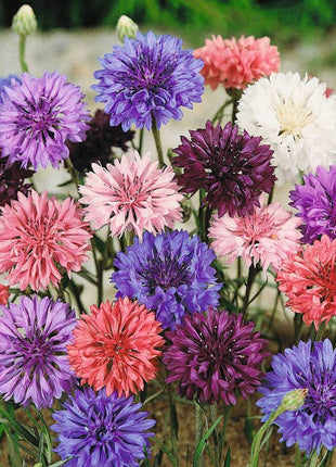 Cornflower Mixed Seeds