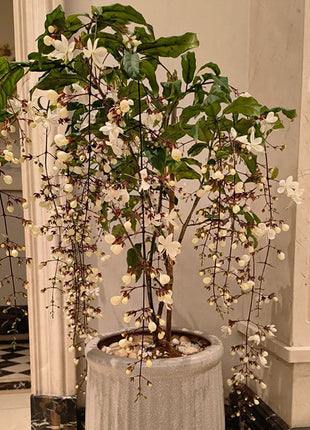 🌼Weeping Jasmine Seeds - White Jade Butterfly