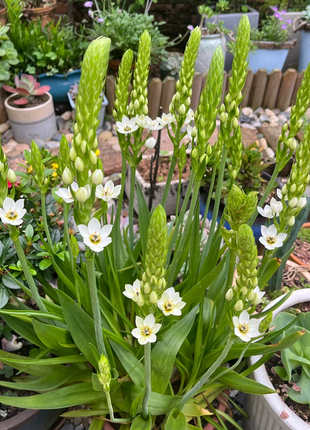 Ornithogalum 'Sonoran White'