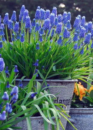 Grape Hyacinth Seeds