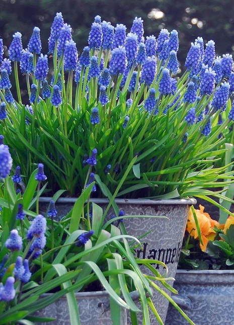 Grape Hyacinth Seeds