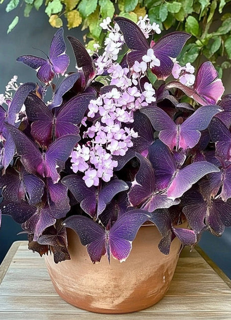 Charming Butterfly Plant (Oxalis triangularis)