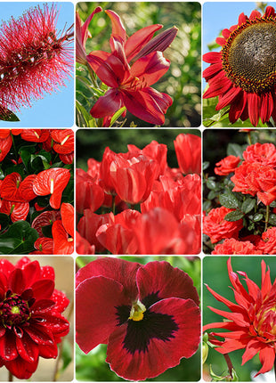 Red Head - Exclusive Red Wildflower Seed Mix