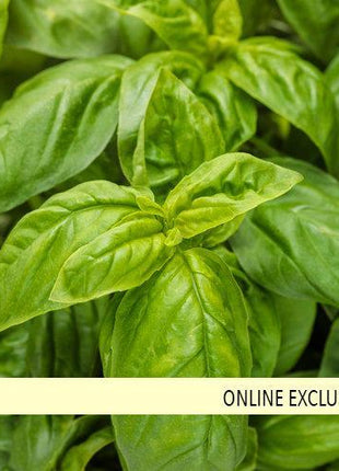 Pesto Besto Sweet Italian Basil