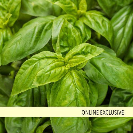 Pesto Besto Sweet Italian Basil