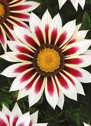 African Daisy Flowers - Gazania 50 Seeds