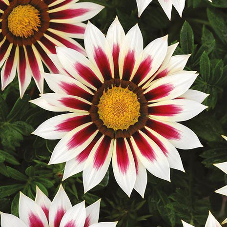 African Daisy Flowers - Gazania 50 Seeds