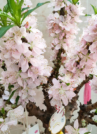 Peach Blossom Bonsai Houseplant Seeds