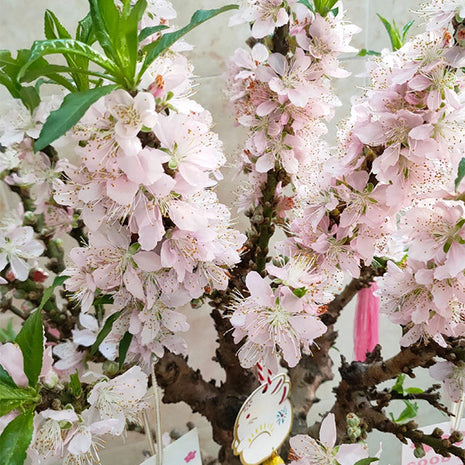Peach Blossom Bonsai Houseplant Seeds