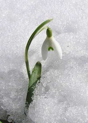 Snowdrop Flower Seeds,50pcs/pack