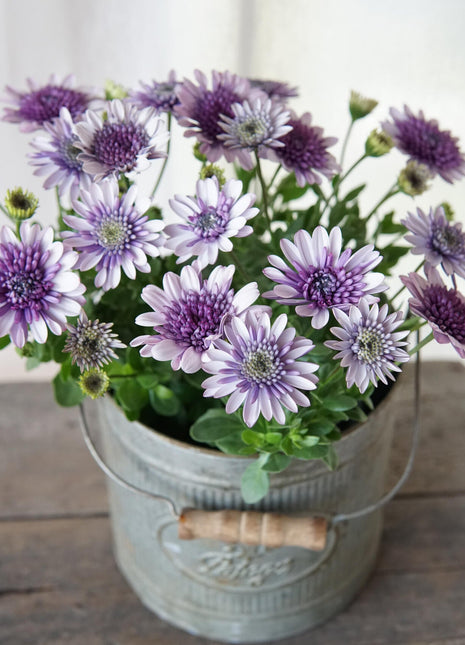 Marigold 'Sky Blue Misty Rain' seeds