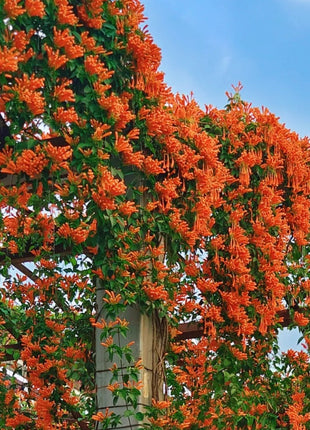 Climbing Plants Mix Seeds