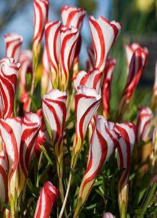 50Pcs Candy Cane Sorrel Oxalis Versicolor Seeds Garden Flowers