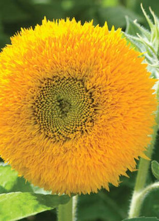 50 Seeds Teddy Bear Sunflower